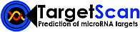 TargetScan